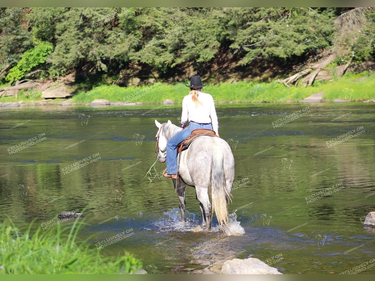 American Quarter Horse Wałach 8 lat 152 cm Siwa in Clarion, PA