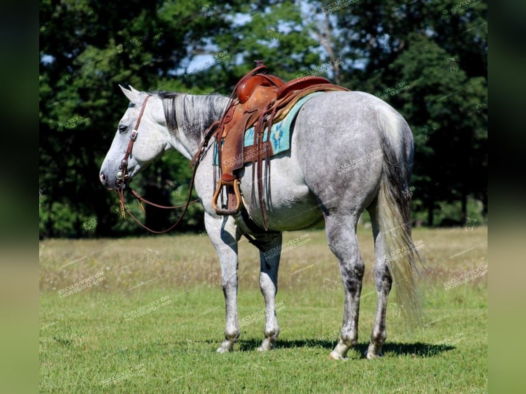 American Quarter Horse Wałach 8 lat 152 cm Siwa in Clarion, PA