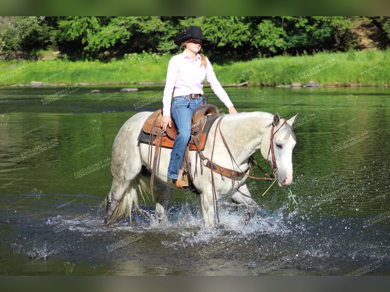 American Quarter Horse Wałach 8 lat 152 cm Siwa in Clarion, PA