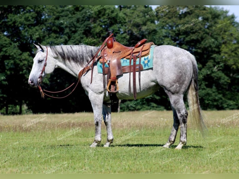 American Quarter Horse Wałach 8 lat 152 cm Siwa in Clarion, PA