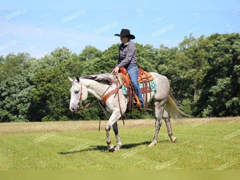 American Quarter Horse Wałach 8 lat 152 cm Siwa in Clarion, PA