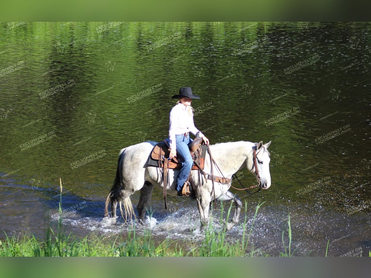 American Quarter Horse Wałach 8 lat 152 cm Siwa in Clarion, PA