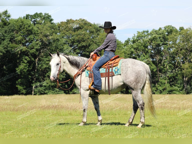 American Quarter Horse Wałach 8 lat 152 cm Siwa in Clarion, PA