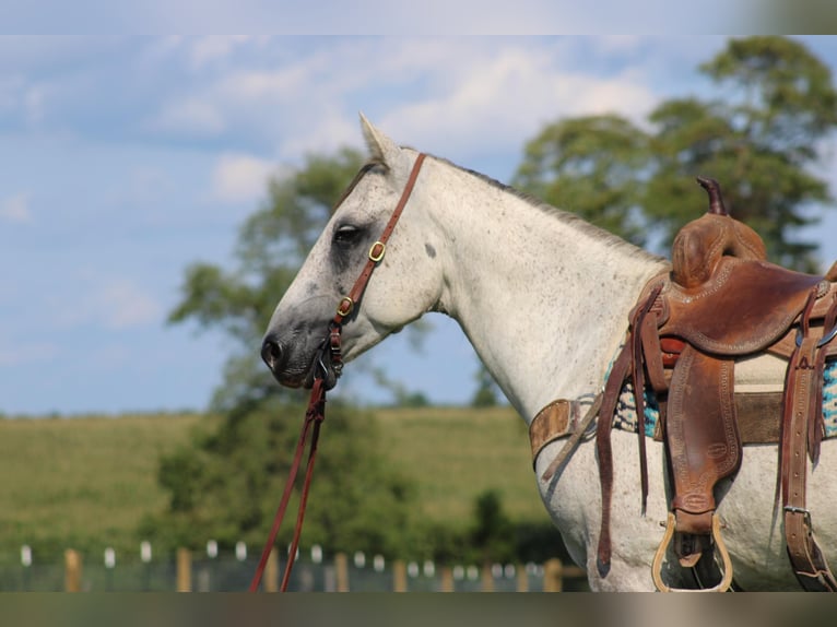 American Quarter Horse Wałach 8 lat 152 cm Siwa in Sonora Ky