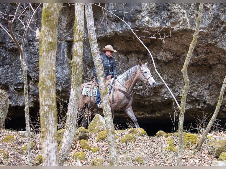 American Quarter Horse Wałach 8 lat 152 cm Siwa in Moutain Grove MO