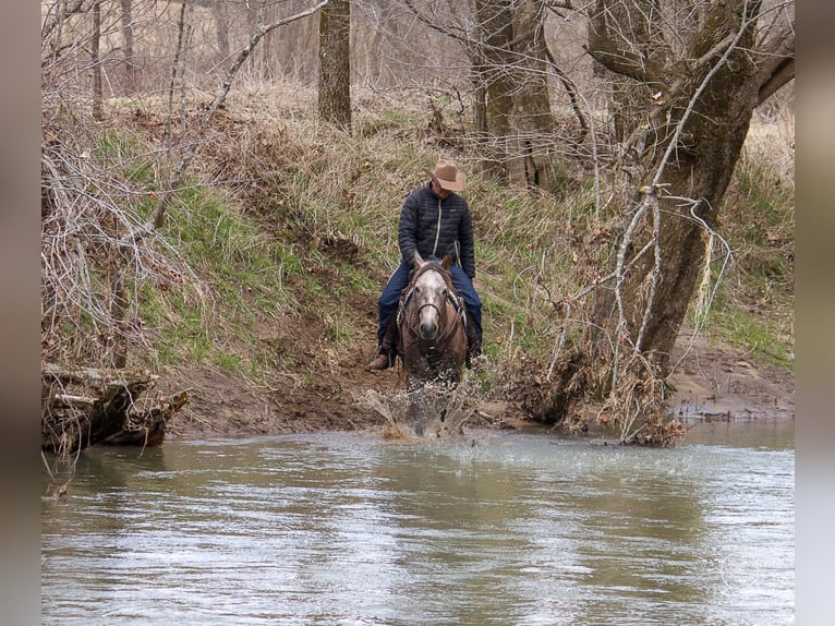 American Quarter Horse Wałach 8 lat 152 cm Siwa in Moutain Grove MO