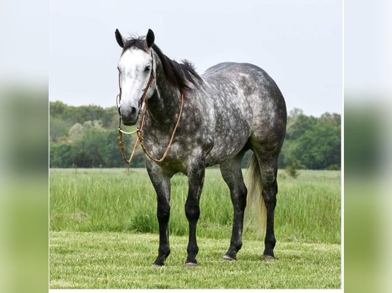 American Quarter Horse Wałach 8 lat 152 cm Siwa in Winchester, OH
