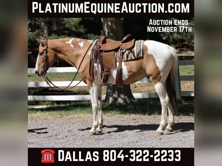 American Quarter Horse Wałach 8 lat 152 cm Tobiano wszelkich maści in Camp Verde AZ