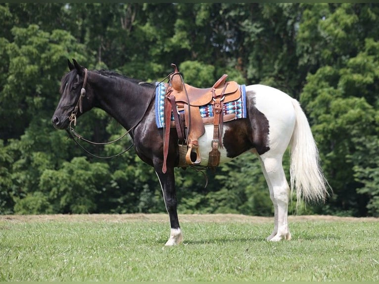 American Quarter Horse Wałach 8 lat 152 cm Tobiano wszelkich maści in Somerset KY