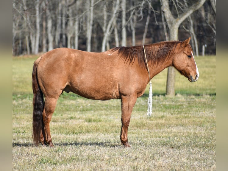 American Quarter Horse Wałach 8 lat 155 cm Bułana in Ewing KY