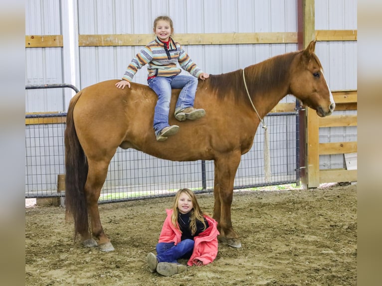 American Quarter Horse Wałach 8 lat 155 cm Bułana in Ewing KY