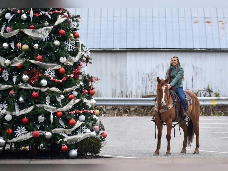 American Quarter Horse Wałach 8 lat 155 cm Bułana in Ewing KY