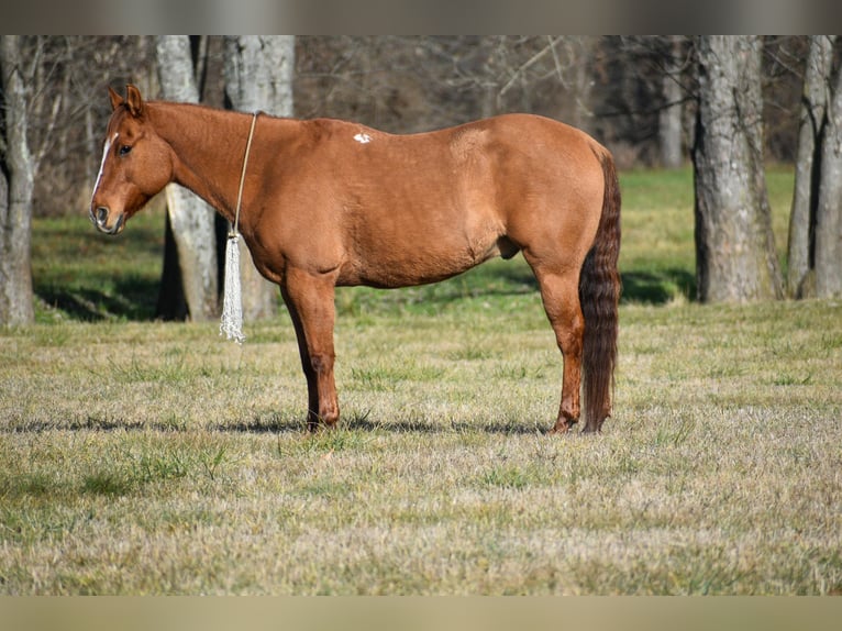 American Quarter Horse Wałach 8 lat 155 cm Bułana in Ewing KY