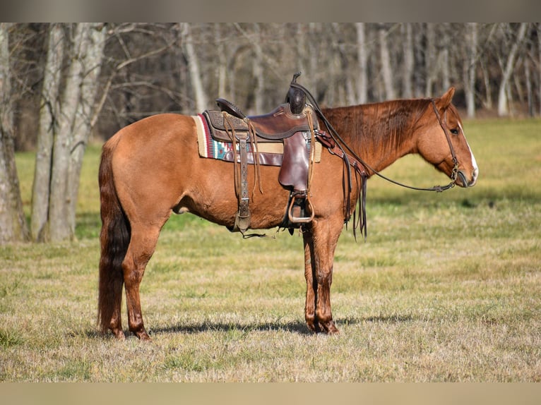 American Quarter Horse Wałach 8 lat 155 cm Bułana in Ewing KY