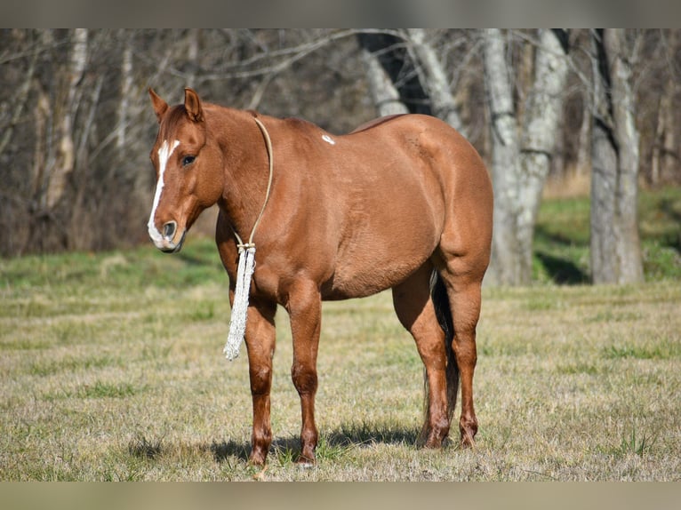 American Quarter Horse Wałach 8 lat 155 cm Bułana in Ewing KY