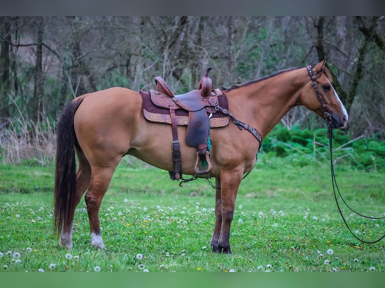 American Quarter Horse Wałach 8 lat 155 cm Bułana in Flemingsburg KY