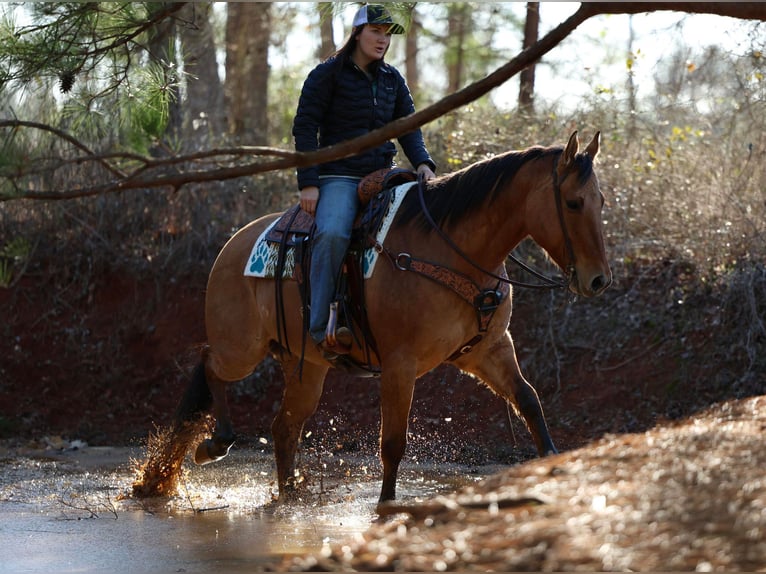 American Quarter Horse Wałach 8 lat 155 cm Bułana in Rusk TX