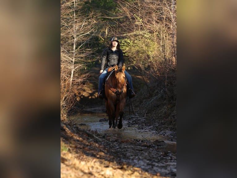 American Quarter Horse Wałach 8 lat 155 cm Bułana in Rusk TX