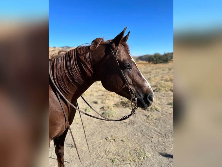 American Quarter Horse Wałach 8 lat 155 cm Ciemnokasztanowata in Bitterwater CA