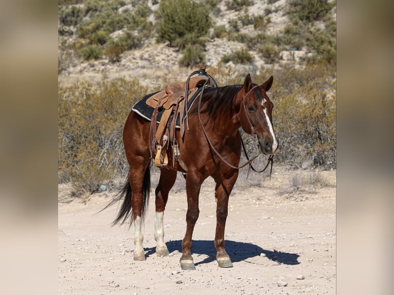 American Quarter Horse Wałach 8 lat 155 cm Ciemnokasztanowata in Camp Verde AZ