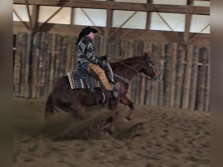 American Quarter Horse Wałach 8 lat 155 cm Cisawa in Robards, KY