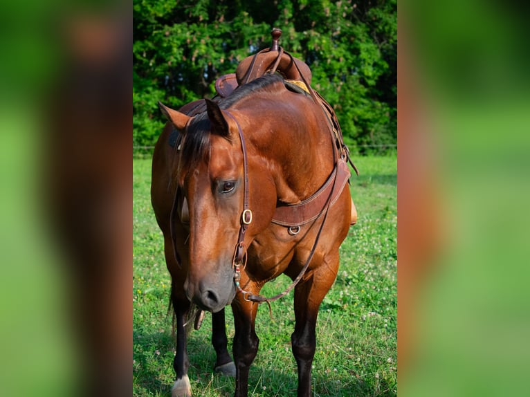 American Quarter Horse Wałach 8 lat 155 cm Gniada in Henderson, KY