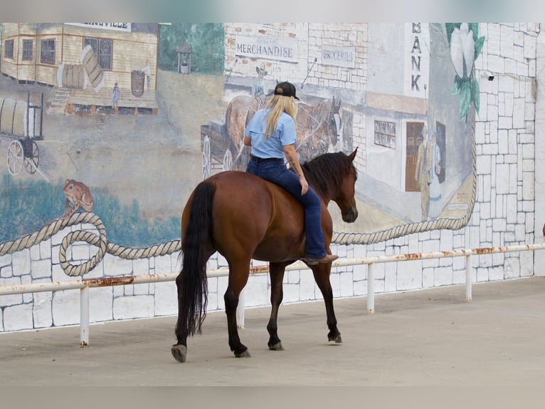 American Quarter Horse Wałach 8 lat 155 cm Gniada in Pilot Point, TX