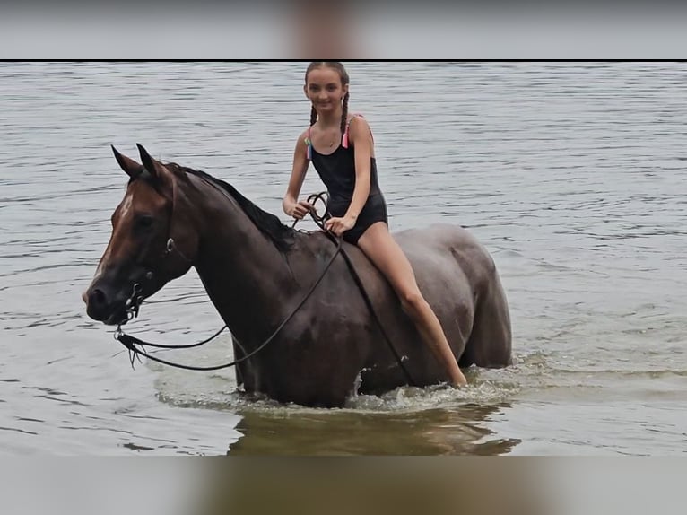 American Quarter Horse Wałach 8 lat 155 cm Gniadodereszowata in Robards