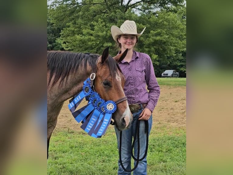 American Quarter Horse Wałach 8 lat 155 cm Gniadodereszowata in Robards