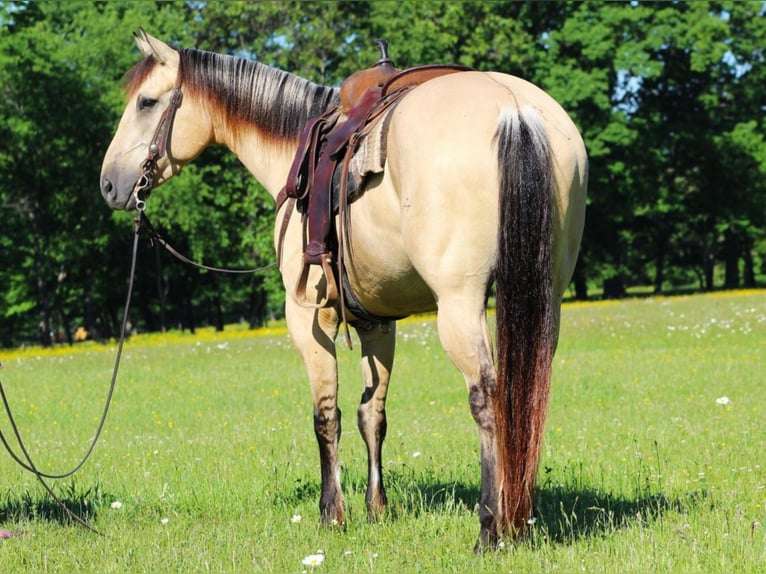 American Quarter Horse Wałach 8 lat 155 cm Jelenia in Claion, PA