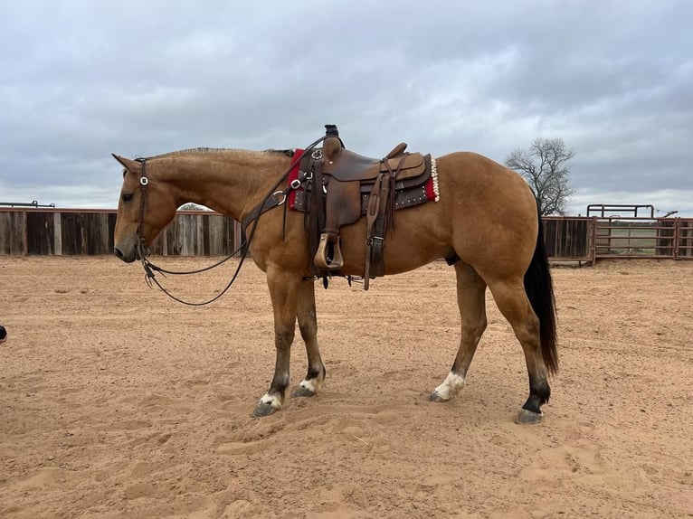 American Quarter Horse Wałach 8 lat 155 cm Jelenia in Weatherford, TX