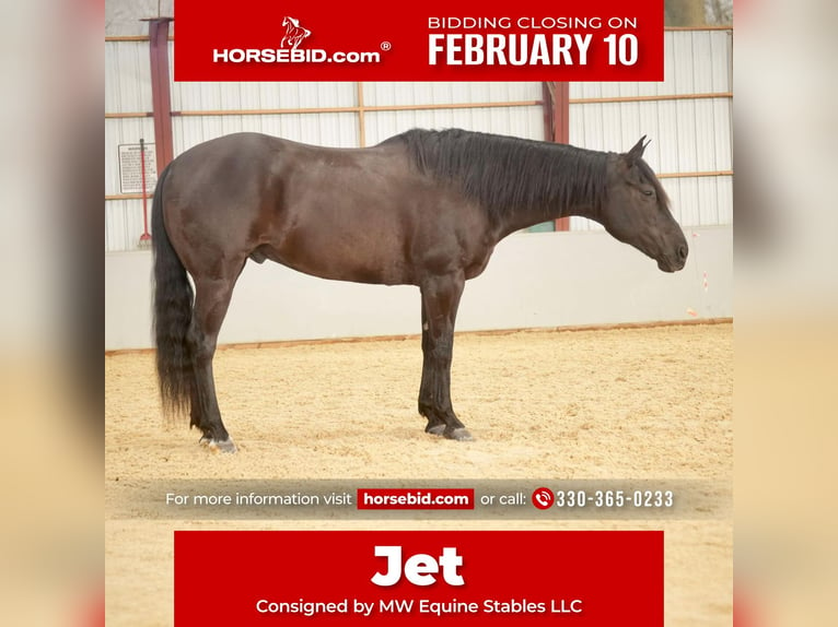 American Quarter Horse Wałach 8 lat 155 cm Kara in Fresno, OH