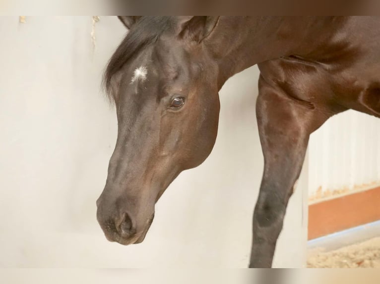 American Quarter Horse Wałach 8 lat 155 cm Kara in Fresno, OH