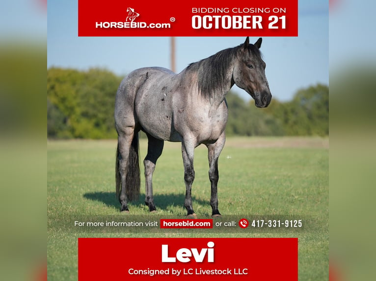 American Quarter Horse Wałach 8 lat 155 cm Karodereszowata in Weatherford, TX