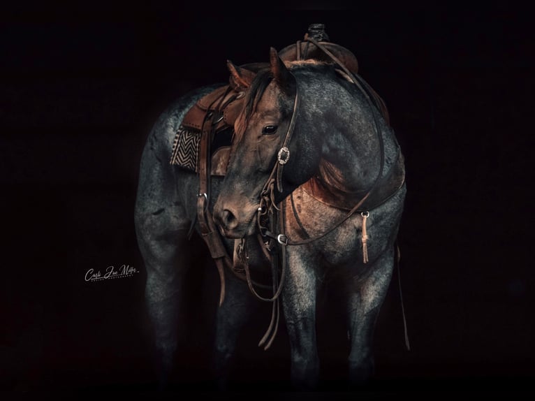 American Quarter Horse Wałach 8 lat 155 cm Karodereszowata in Lewistown IL