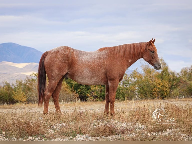 American Quarter Horse Wałach 8 lat 155 cm Kasztanowatodereszowata in Cody, WY