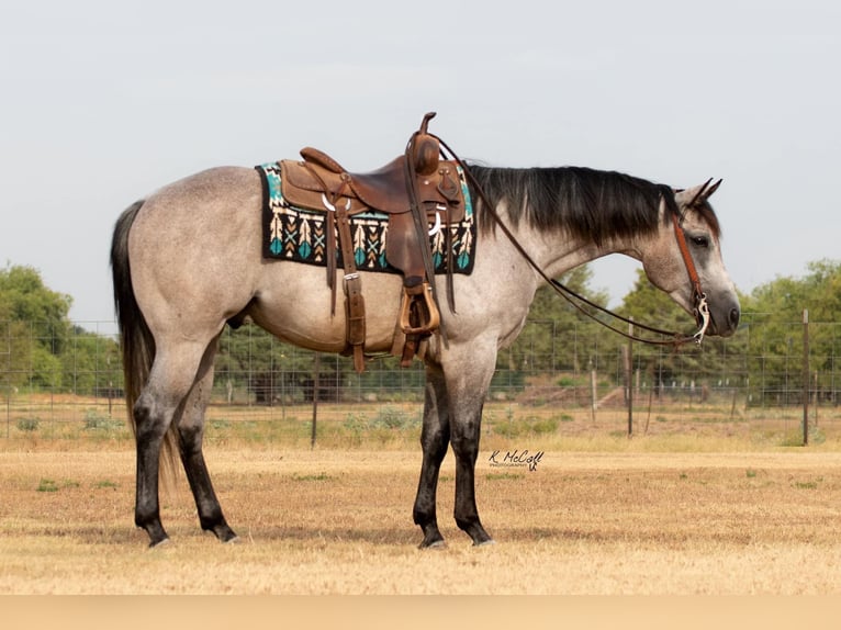 American Quarter Horse Wałach 8 lat 155 cm Siwa jabłkowita in Ravenna TX