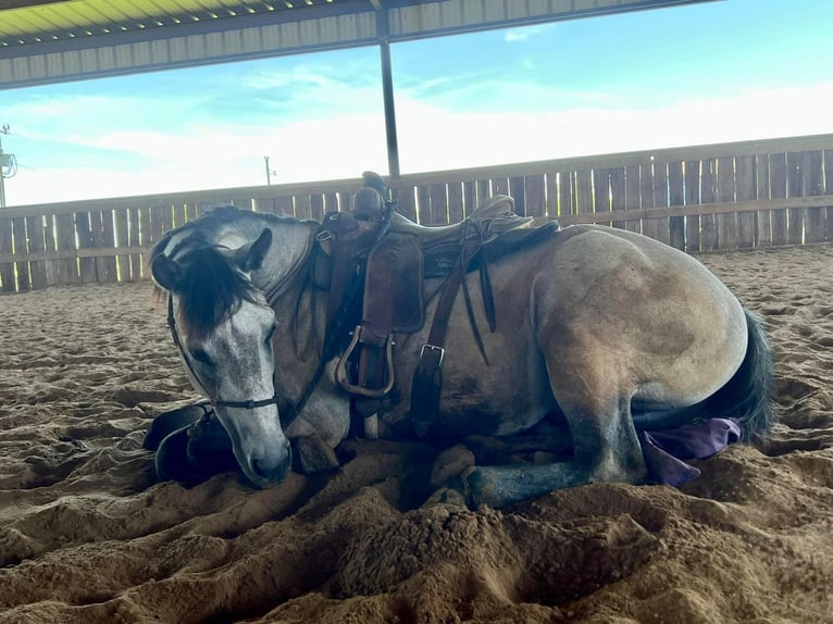 American Quarter Horse Wałach 8 lat 155 cm Siwa jabłkowita in Ravenna TX