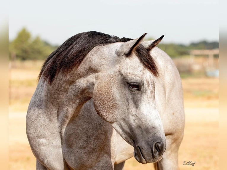 American Quarter Horse Wałach 8 lat 155 cm Siwa jabłkowita in Ravenna TX