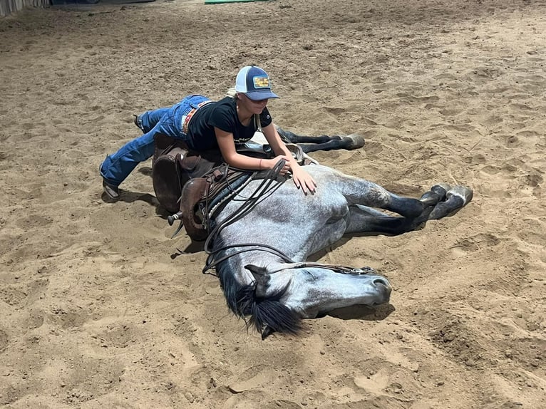 American Quarter Horse Wałach 8 lat 155 cm Siwa jabłkowita in Ravenna TX