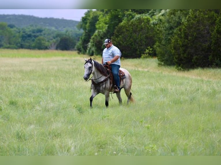 American Quarter Horse Wałach 8 lat 155 cm Siwa in STEPHENVILLE, TX