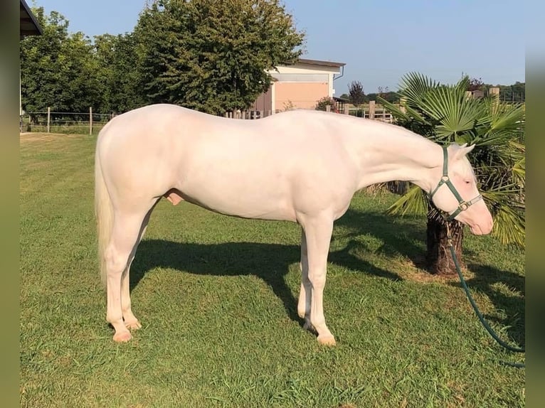 American Quarter Horse Wałach 8 lat 155 cm Siwa in Liederbach am Taunus