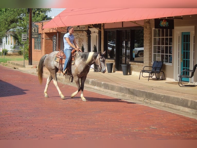 American Quarter Horse Wałach 8 lat 155 cm Tobiano wszelkich maści in Rusk TX