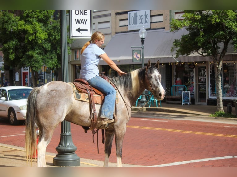 American Quarter Horse Wałach 8 lat 155 cm Tobiano wszelkich maści in Rusk TX