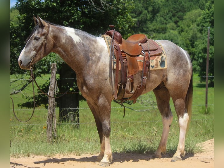 American Quarter Horse Wałach 8 lat 155 cm Tobiano wszelkich maści in Rusk TX