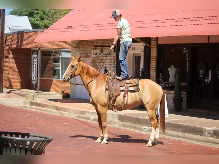 American Quarter Horse Wałach 8 lat 157 cm Bułana in Rusk TX