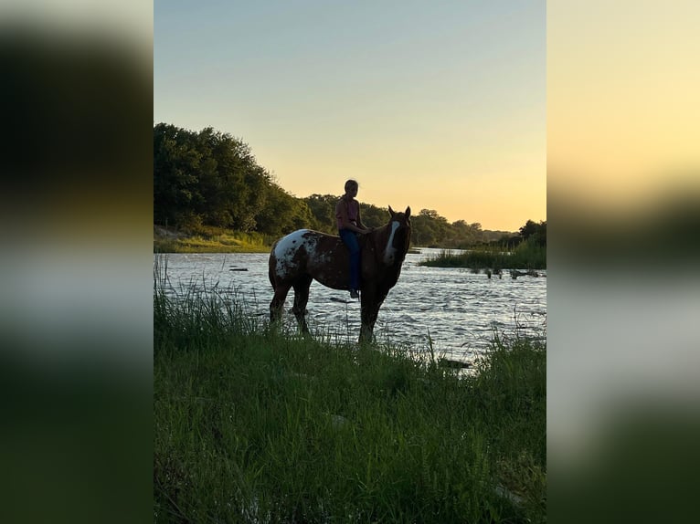 American Quarter Horse Wałach 8 lat 157 cm Ciemnokasztanowata in Lipan TX