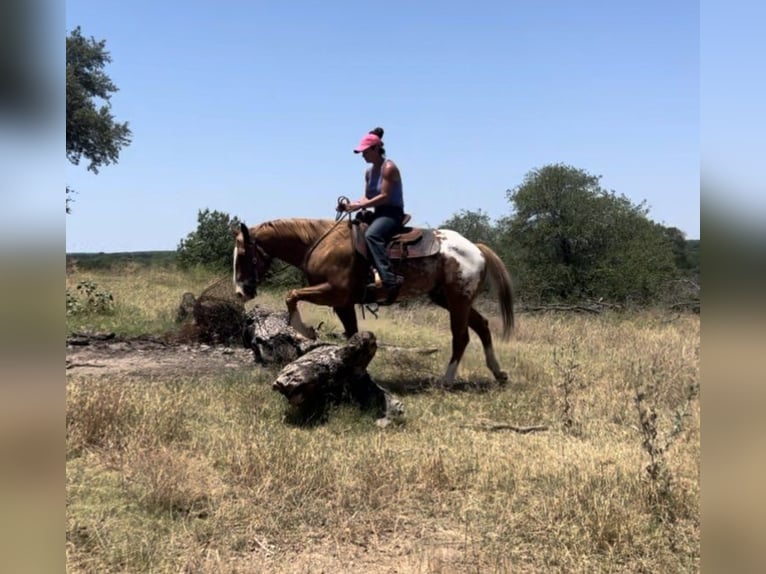 American Quarter Horse Wałach 8 lat 157 cm Ciemnokasztanowata in Lipan TX