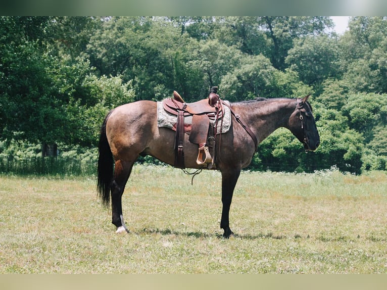 American Quarter Horse Wałach 8 lat 157 cm Grullo in North Judson IN