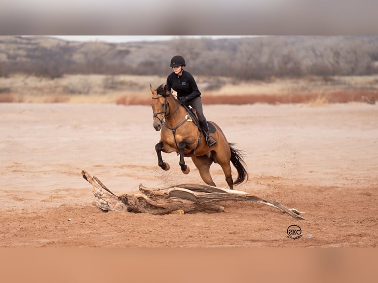 American Quarter Horse Wałach 8 lat 157 cm Jelenia in Canyon